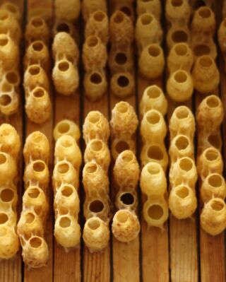 Τα κελιά συλλογής βασιλικού πολτού φτιαγμένα από αγνό μελισσοκέρι - 🌿🐝 (Ναι..εδώ μέσα γίνεται όλη η διαδικασία) 

#nature #bees #beekeepinglife #melicera